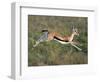 Thomson's Gazelle (Eudorcas Thomsonii) Running, Tanzania-null-Framed Photographic Print