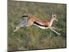 Thomson's Gazelle (Eudorcas Thomsonii) Running, Tanzania-null-Mounted Photographic Print