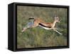 Thomson's Gazelle (Eudorcas Thomsonii) Running, Tanzania-null-Framed Stretched Canvas