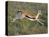 Thomson's Gazelle (Eudorcas Thomsonii) Running, Tanzania-null-Stretched Canvas