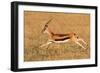 Thomson's gazelle (Eudorcas thomsonii) running, Tanzania-null-Framed Photographic Print