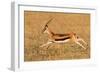 Thomson's gazelle (Eudorcas thomsonii) running, Tanzania-null-Framed Photographic Print