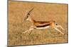 Thomson's gazelle (Eudorcas thomsonii) running, Tanzania-null-Mounted Photographic Print