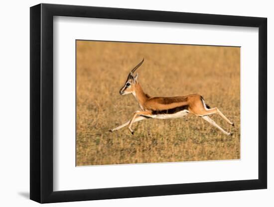 Thomson's gazelle (Eudorcas thomsonii) running, Tanzania-null-Framed Photographic Print