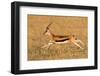 Thomson's gazelle (Eudorcas thomsonii) running, Tanzania-null-Framed Photographic Print