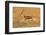 Thomson's gazelle (Eudorcas thomsonii) running, Tanzania-null-Framed Photographic Print