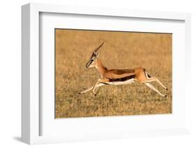 Thomson's gazelle (Eudorcas thomsonii) running, Tanzania-null-Framed Photographic Print