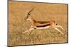 Thomson's gazelle (Eudorcas thomsonii) running, Tanzania-null-Mounted Photographic Print