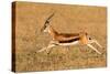 Thomson's gazelle (Eudorcas thomsonii) running, Tanzania-null-Stretched Canvas