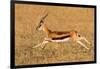 Thomson's gazelle (Eudorcas thomsonii) running, Tanzania-null-Framed Photographic Print