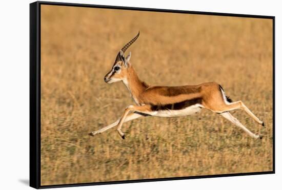 Thomson's gazelle (Eudorcas thomsonii) running, Tanzania-null-Framed Stretched Canvas