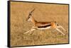 Thomson's gazelle (Eudorcas thomsonii) running, Tanzania-null-Framed Stretched Canvas