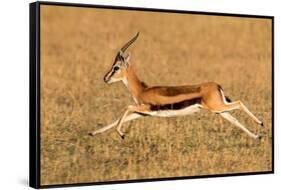 Thomson's gazelle (Eudorcas thomsonii) running, Tanzania-null-Framed Stretched Canvas