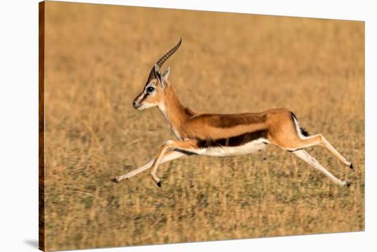 Thomson's gazelle (Eudorcas thomsonii) running, Tanzania-null-Stretched Canvas