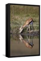 Thomson's Gazelle (Gazella Thomsonii) Buck Drinking with Reflection-James Hager-Framed Stretched Canvas