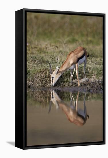 Thomson's Gazelle (Gazella Thomsonii) Buck Drinking with Reflection-James Hager-Framed Stretched Canvas