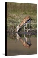 Thomson's Gazelle (Gazella Thomsonii) Buck Drinking with Reflection-James Hager-Stretched Canvas