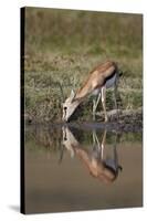 Thomson's Gazelle (Gazella Thomsonii) Buck Drinking with Reflection-James Hager-Stretched Canvas