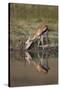 Thomson's Gazelle (Gazella Thomsonii) Buck Drinking with Reflection-James Hager-Stretched Canvas