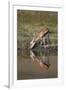 Thomson's Gazelle (Gazella Thomsonii) Buck Drinking with Reflection-James Hager-Framed Premium Photographic Print