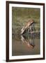 Thomson's Gazelle (Gazella Thomsonii) Buck Drinking with Reflection-James Hager-Framed Premium Photographic Print