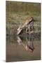 Thomson's Gazelle (Gazella Thomsonii) Buck Drinking with Reflection-James Hager-Mounted Premium Photographic Print