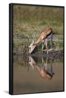 Thomson's Gazelle (Gazella Thomsonii) Buck Drinking with Reflection-James Hager-Framed Photographic Print