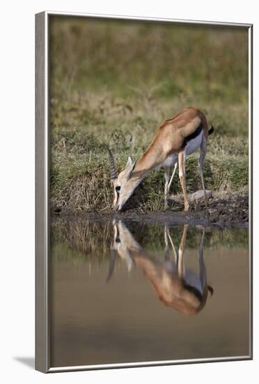 Thomson's Gazelle (Gazella Thomsonii) Buck Drinking with Reflection-James Hager-Framed Photographic Print