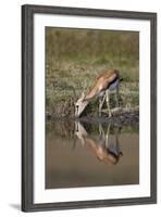 Thomson's Gazelle (Gazella Thomsonii) Buck Drinking with Reflection-James Hager-Framed Photographic Print