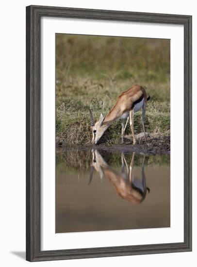 Thomson's Gazelle (Gazella Thomsonii) Buck Drinking with Reflection-James Hager-Framed Photographic Print