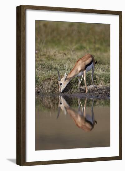 Thomson's Gazelle (Gazella Thomsonii) Buck Drinking with Reflection-James Hager-Framed Photographic Print