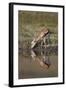 Thomson's Gazelle (Gazella Thomsonii) Buck Drinking with Reflection-James Hager-Framed Photographic Print