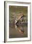 Thomson's Gazelle (Gazella Thomsonii) Buck Drinking with Reflection-James Hager-Framed Photographic Print