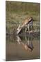 Thomson's Gazelle (Gazella Thomsonii) Buck Drinking with Reflection-James Hager-Mounted Photographic Print