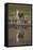 Thomson's Gazelle (Gazella Thomsonii) Buck with Reflection-James Hager-Framed Stretched Canvas
