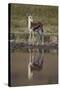 Thomson's Gazelle (Gazella Thomsonii) Buck with Reflection-James Hager-Stretched Canvas