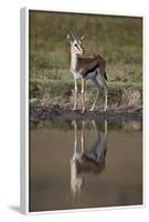 Thomson's Gazelle (Gazella Thomsonii) Buck with Reflection-James Hager-Framed Photographic Print