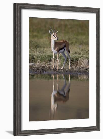 Thomson's Gazelle (Gazella Thomsonii) Buck with Reflection-James Hager-Framed Photographic Print