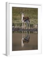 Thomson's Gazelle (Gazella Thomsonii) Buck with Reflection-James Hager-Framed Photographic Print