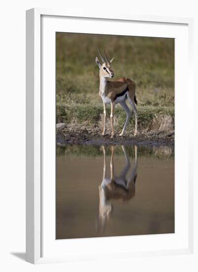 Thomson's Gazelle (Gazella Thomsonii) Buck with Reflection-James Hager-Framed Photographic Print