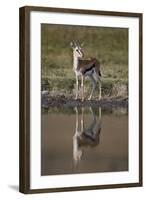 Thomson's Gazelle (Gazella Thomsonii) Buck with Reflection-James Hager-Framed Photographic Print