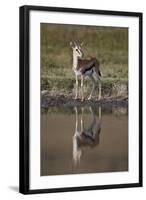 Thomson's Gazelle (Gazella Thomsonii) Buck with Reflection-James Hager-Framed Photographic Print