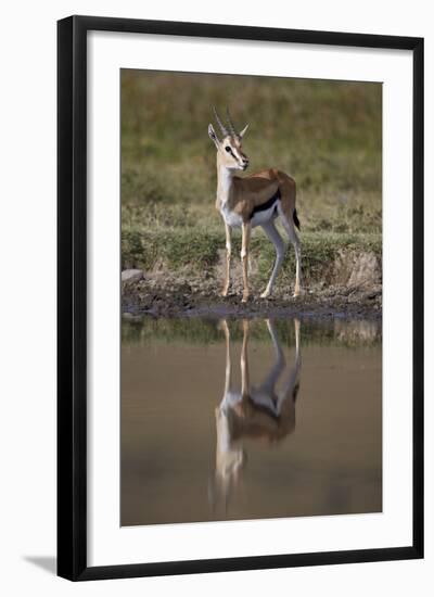 Thomson's Gazelle (Gazella Thomsonii) Buck with Reflection-James Hager-Framed Photographic Print