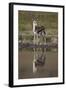 Thomson's Gazelle (Gazella Thomsonii) Buck with Reflection-James Hager-Framed Photographic Print