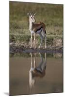 Thomson's Gazelle (Gazella Thomsonii) Buck with Reflection-James Hager-Mounted Photographic Print