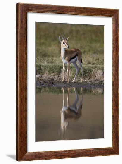 Thomson's Gazelle (Gazella Thomsonii) Buck with Reflection-James Hager-Framed Photographic Print