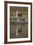 Thomson's Gazelle (Gazella Thomsonii) Buck with Reflection-James Hager-Framed Photographic Print