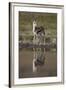 Thomson's Gazelle (Gazella Thomsonii) Buck with Reflection-James Hager-Framed Photographic Print