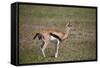 Thomson's Gazelle (Gazella Thomsonii) Female Giving Birth-James Hager-Framed Stretched Canvas
