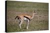 Thomson's Gazelle (Gazella Thomsonii) Female Giving Birth-James Hager-Stretched Canvas